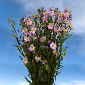 Image of ID 495070595 100 Purple Aster Free Delivery