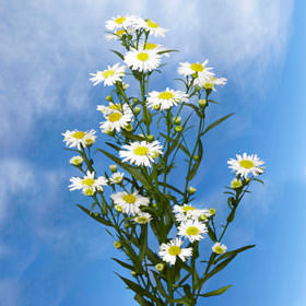 Image of ID 495070596 220 White Aster Free Delivery
