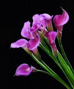 Image of ID 495070601 60 Lavender Mini Calla Lilies
