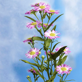 Image of ID 495070611 220 Pink Aster Free Delivery