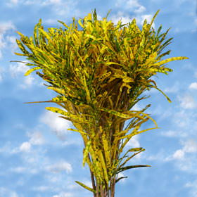 Image of ID 495070613 200 Fresh Croton Leaves