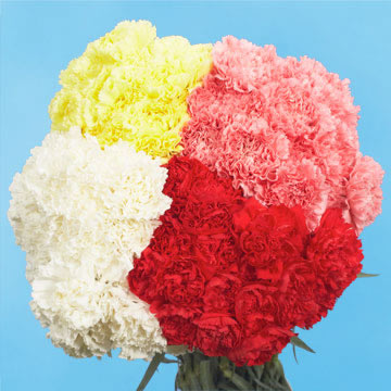 Image of ID 495070615 300 Assorted Color Carnations