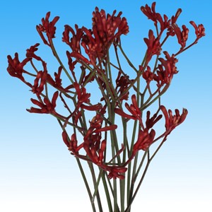 Image of ID 495070630 60 Green Kangaroo Paw Flowers