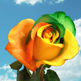 Image of ID 495070641 100 Green/Orange Rainbow Roses