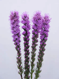 Image of ID 495070646 240 Fresh Blue/Purple Liatris