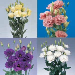 Image of ID 495070647 40 Assorted Colors Lisianthus