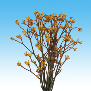 Image of ID 495070648 120 Yellow Kangaroo Paws