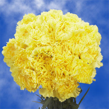 Image of ID 495070652 300 Yellow Carnations