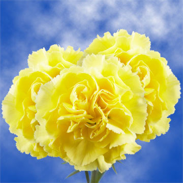 Image of ID 495070655 200 Yellow Carnations