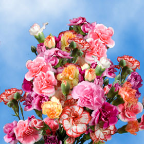 Image of ID 495070670 160 Assorted Spray Carnations