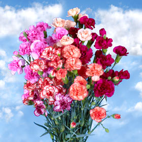 Image of ID 495070671 300 Novelty Spray Carnations