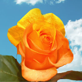 Image of ID 495070676 200 Fresh Yellow/Orange Roses