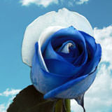 Image of ID 495070679 100 Blue / White Rainbow Roses