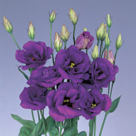Image of ID 495070685 40 Fresh Purple Lisianthus