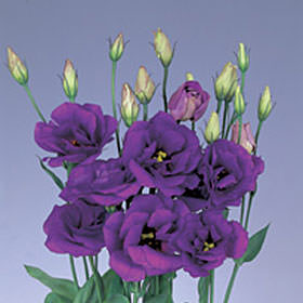 Image of ID 495070686 80 Fresh Purple Lisianthus