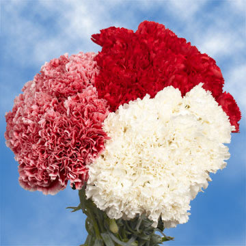 Image of ID 495070688 200 Christmas Carnations