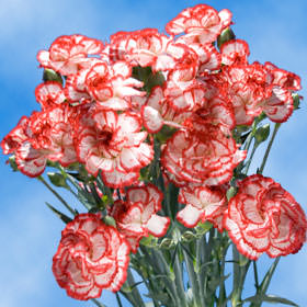 Image of ID 495070694 300 Christmas Spray Carnations