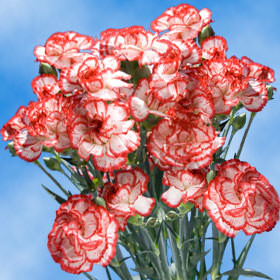 Image of ID 495070695 160 Christmas Spray Carnations