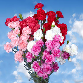 Image of ID 495070697 160 Spray Valentine Carnations