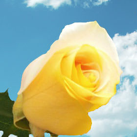 Image of ID 495070702 200 Yellow/Peach Rainbow Roses