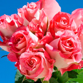Image of ID 495070708 250 Light Pink/Hot Pink Roses