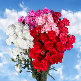 Image of ID 495070716 160 Spray Carnations for Mom