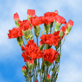 Image of ID 495070718 160 Deep Red Spray Carnations