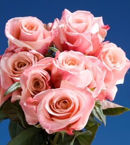Image of ID 495070726 150 Pink / Light Pink Roses