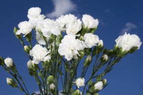 Image of ID 495070737 160 White Spray Carnations