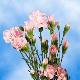 Image of ID 495070738 300 Pink Spray Carnations