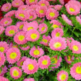 Image of ID 495070756 180 Hot Pink Aster Matsumoto