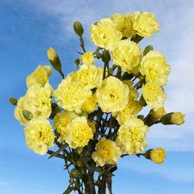 Image of ID 495070760 300 Yellow Spray Carnations