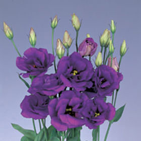 Image of ID 495070768 160 Fresh Purple Lisianthus