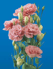 Image of ID 495070771 160 Fresh Cut Pink Lisianthus