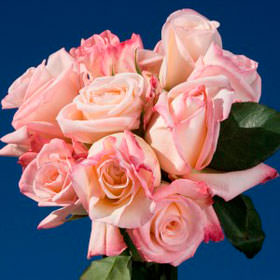 Image of ID 495070775 150 Creamy White/Pink Roses