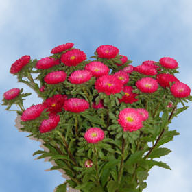 Image of ID 495070783 100 Red Aster Matsumoto