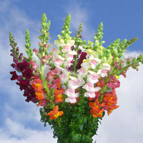 Image of ID 495070785 150 Snapdragon Flowers