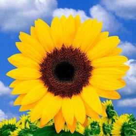 Image of ID 495070787 100 Fresh Sunflowers Wholesale