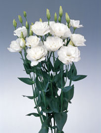 Image of ID 495070794 160 Fresh White Lisianthus