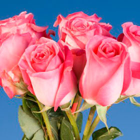 Image of ID 495070803 150 Verdi Roses Long Wholesale