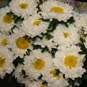 Image of ID 495070804 180 White Aster Matsumoto