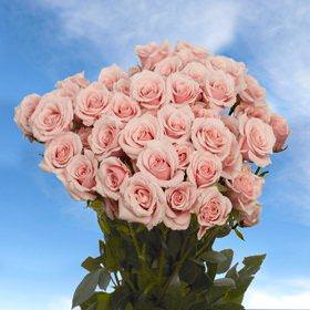 Image of ID 495070811 100 Pink Spray Roses