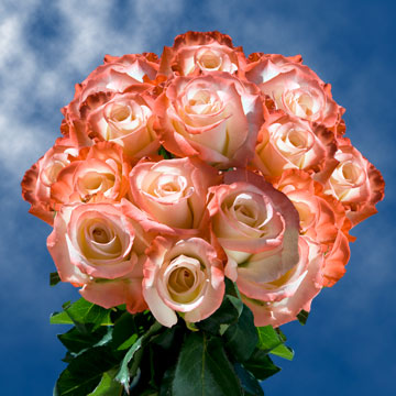 Image of ID 495070819 75 Cream With Pink Roses