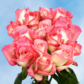 Image of ID 495070841 150 Cream / Hot Pink Flowers