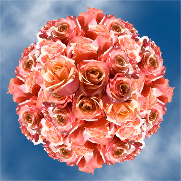 Image of ID 495070844 150 Pinky Orange Roses