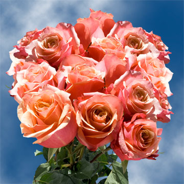 Image of ID 495070845 75 Pinky Orange Roses