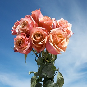 Image of ID 495070846 200 Pinky Orange Roses