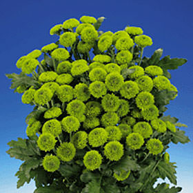 Image of ID 495070853 144 Green Button Pom Poms