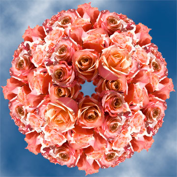 Image of ID 495070866 250 Pinky Orange Roses