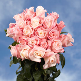 Image of ID 495070869 200 Pink Roses